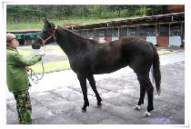 ���Ҹ� (CHAMSOMANG) ����