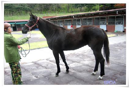 ���Ҹ� ����