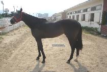 �����̹� (SURVIVAL) ����