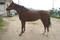 ������� (VIVA FINE) ����