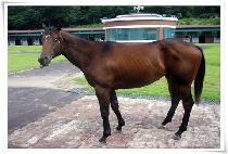 ������� (RED MONSTER) ����