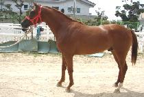 ��Ű���̽� (LUCKY CHOICE) ����