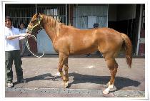 Ʈ�Դ��� (TROT DANCE) ����