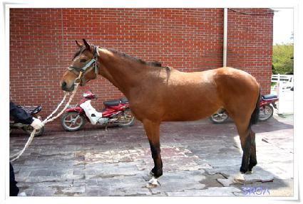 ���ʸ� ����