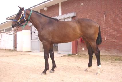 ����� ����