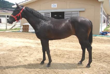 ���ο�è�Ǿ� ����