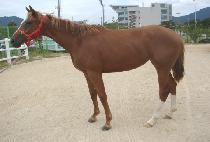 ũ���ϵ� (CRESCENDO) ����