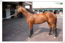 ������ (DEOGYUSAN) ����