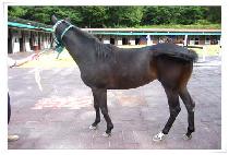 ȭ���Ǹ��� (HWASANUI MYEONGGA) ����