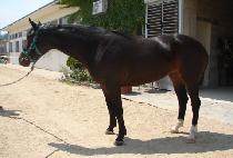 ����õ�� (ILCHON CHEOLLI) ����