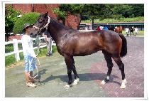 ��Ʈ���̴� (LAST SHINING) ����