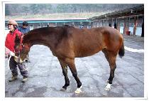 �������� (SWING MAMBO) ����