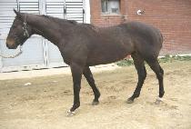 Ʈ���� (TRUM BELL) ����