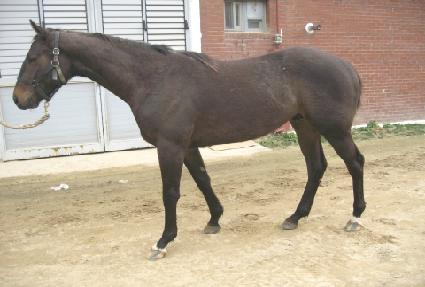 Ʈ���� ����