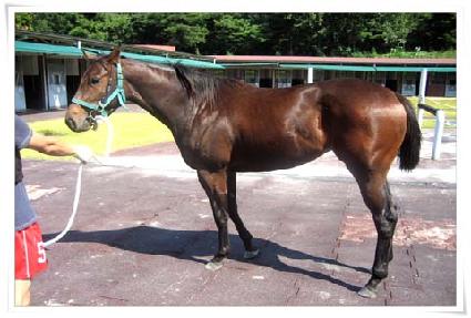 �������屺 ����