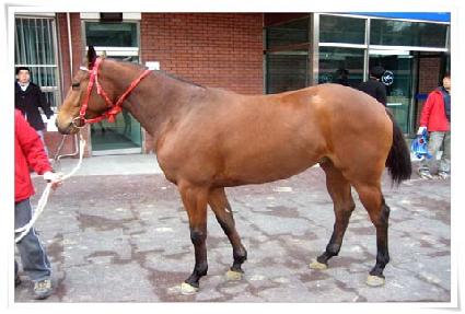 ���ﷰŰ ����