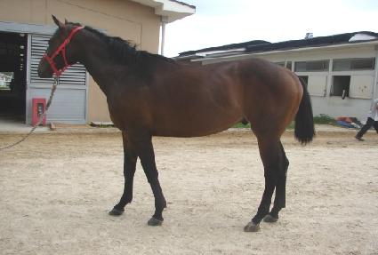 ������� ����