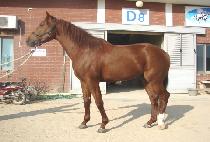 ���ع��� (DANGHAEBAEKJA) ����