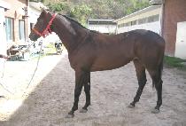 �������� (DONGGWANG BULPAE) ����