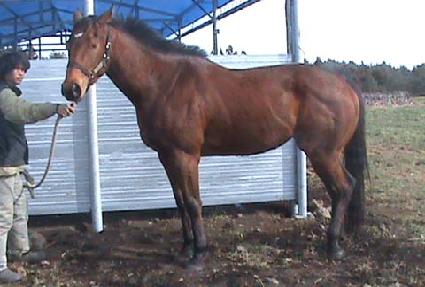 �����̼� ����