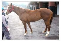 �ϵ��ھ� (HARDCORE) ����