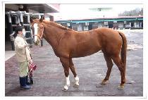 ��Ʈǻ�� (FORT PUPIL) ����