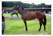 �����Ǻ�� (ANGEL SYLVIA) ����