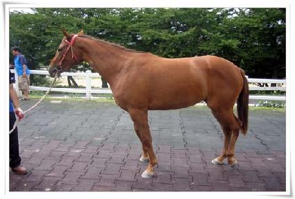 �ص����� ����