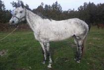 �׷��̽��� (GREY STONE) ����