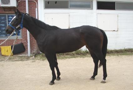 ����ĳ�� ����