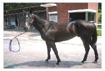 �׷���Ʈŷ�� (GREAT KINGDOM) ����