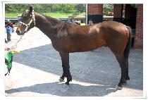 �巡��Ȧ�� (DRAGON HOLLS) ����