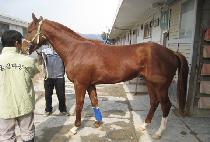 �������� (BOLD WINDS) ����