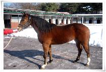 Ȳ�ݹ�� (HWANGGEUMBANGUL) ����