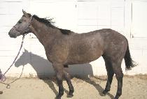 �ǹ����� (SILVER PHANTOM) ����