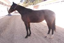 �������� (ANGEL MUPAE) ����