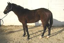 �������� (DAEHAN JEONGSANG) ����