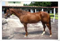 �޺��ʷ� (HAETBITCHORONG) ����