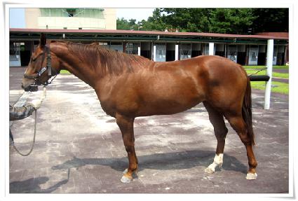 �޺��ʷ� ����