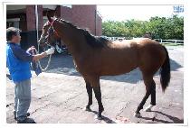 ��ī�̵�� (SKY DIVA) ����