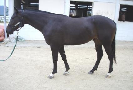 ���������� ����