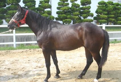 ���̸� ����