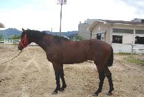 �Ͼ��ٶ� (SSAGSSEUL BARAM) ����