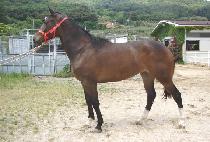 �����ڵ� (NEW CONCORD) ����