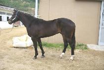 ���Ĺ (RAON CAT) ����