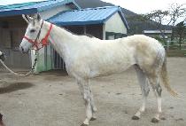 ��±۷θ� (RAON  GLORY) ����