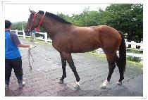 �Ѷ��½ (HALLABEONJJEOK) ����