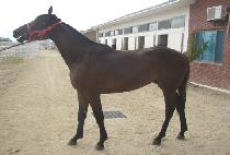 �������� (JEWANG PYEONGJEONG) ����