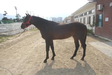 ����¾� ����