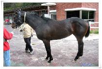 �������� (SEONBONGBULPAE) ����